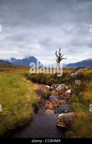 Bekannte Fotografen, steht dieser einsame tote Baum an einem Bach auf Rannoch Moor. Stockfoto