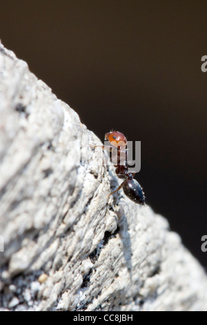 Eine rote Feuerameise Stockfoto