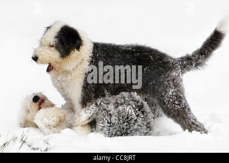 Old English Sheepdog Welpen spielen zusammen in der neu gefallene Schnee. Stockfoto