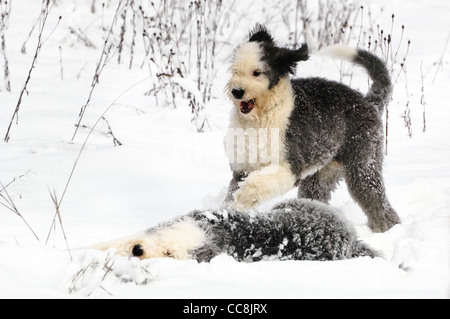 Old English Sheepdog Welpen spielen zusammen in der neu gefallene Schnee. Stockfoto