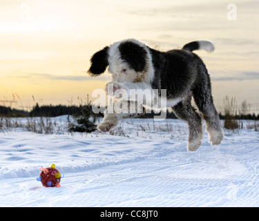 Fliegende Hund: Old English Sheepdog Welpen spielen mit Ball Stockfoto