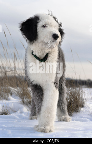 Old English Sheepdog Welpen in schneebedeckten Feld Alter 5 Monate Stockfoto