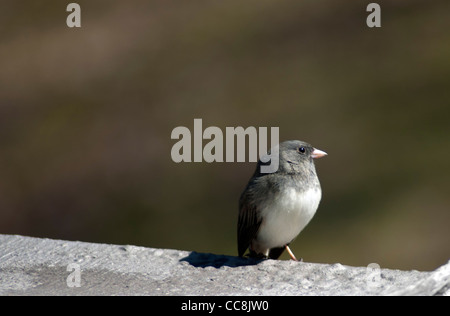 dunkel-gemustertes Junco in der Sonne sitzen Stockfoto