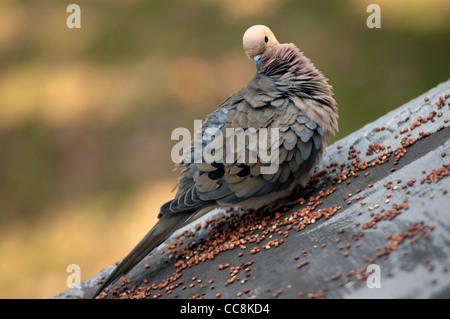 Ein Trauer Taube Vogel Stockfoto