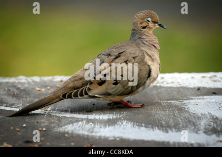 Ein Trauer Taube Vogel Stockfoto