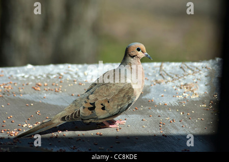 Ein Trauer Taube Vogel Stockfoto