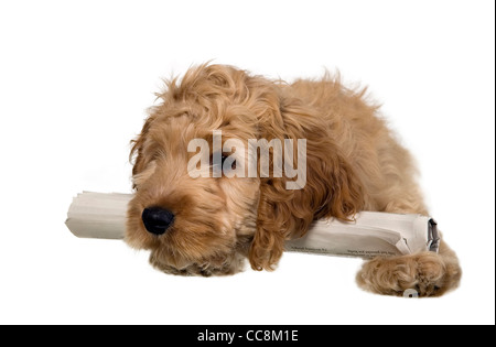 Cocker Spaniel mit großen Ohren liegt mit Zeitung Stockfoto