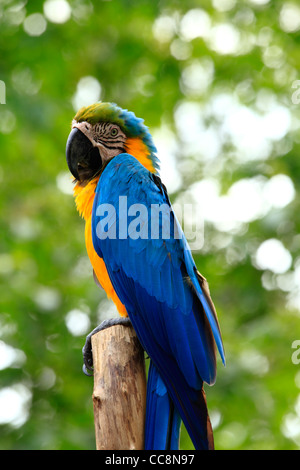 Bunte Ara posiert im zoo Stockfoto