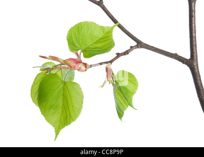 Linde, die isoliert auf weißem Hintergrund Stockfoto