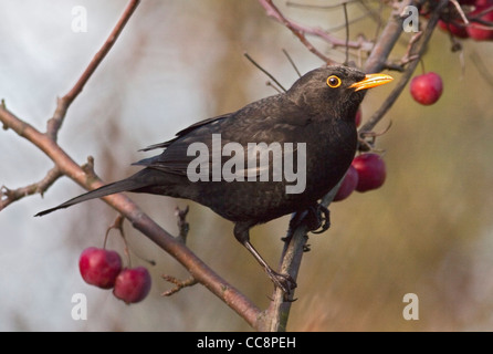Männliche Amsel (Turdus Merula) in Krabben-Apfelbaum (Malus Red Sentinel) Stockfoto