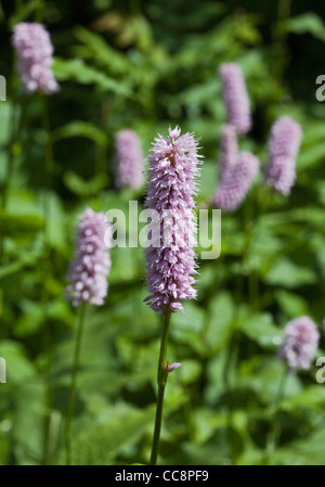 Persicaria Bistorta Superba Stockfoto