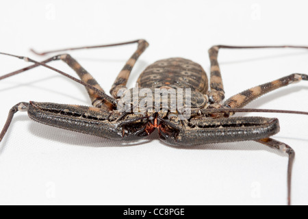 Riesige tansanischen Tail weniger Peitsche Scorpion Stockfoto