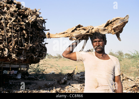 Ein Mann hält Kuh Knochen am Kopf (Indien) Stockfoto
