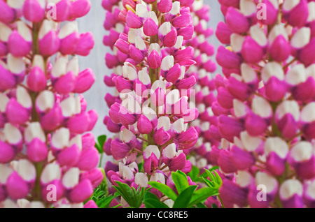 Rosa und weiße lupine Stockfoto