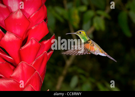 Kupferne Leitung Smaragd (Elvira Cupreiceps) in Monteverde (Puntarenas, Costa Rica). Stockfoto