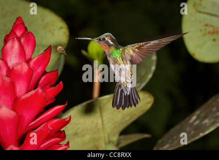 Männliche lila-throated Mountaingem (Lampornis Calolaemus) in Monteverde, Puntarenas, Costa Rica. Stockfoto