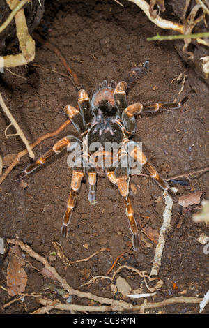 Weibliche costaricanische Redleg Tarantula (Megaphobema mesomelas) mit einem Baby auf dem Rücken (Monteverde, Puntarenas, Costa Rica) Stockfoto