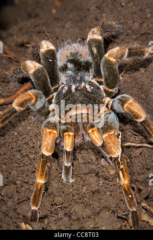 Weibliche costaricanische Redleg Tarantula (Megaphobema mesomelas) mit einem Baby auf dem Rücken (Monteverde, Puntarenas, Costa Rica) Stockfoto