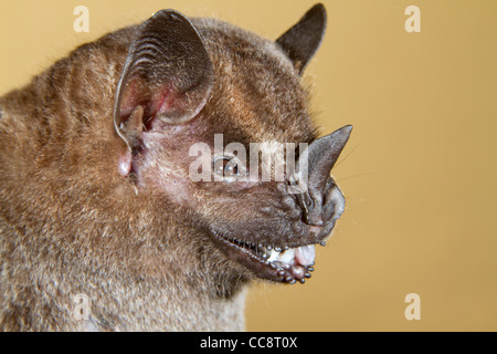 Jamaikanische, gewöhnliche oder mexikanische Obstfledermaus (Artibeus jamaicensis), Provinz Limon, Costa Rica Stockfoto