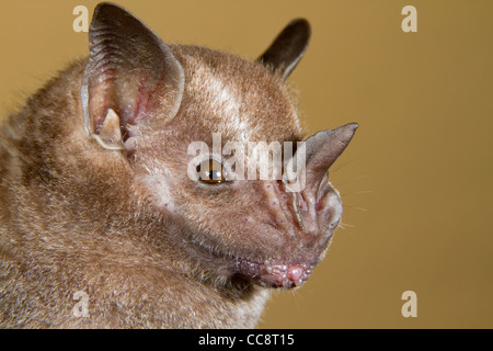 Jamaikanische, gewöhnliche oder mexikanische Obstfledermaus (Artibeus jamaicensis), Provinz Limon, Costa Rica Stockfoto