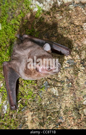 Jamaikanische, gewöhnliche oder mexikanische Obstfledermaus (Artibeus jamaicensis), Provinz Limon, Costa Rica Stockfoto