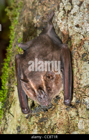 Jamaikanische, gewöhnliche oder mexikanische Obstfledermaus (Artibeus jamaicensis), Provinz Limon, Costa Rica Stockfoto