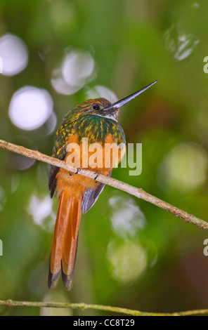 Rufous-tailed Jacamar (Galbula Ruficauda) im Regenwald Arenal, Alajuela, Costa Rica. Stockfoto