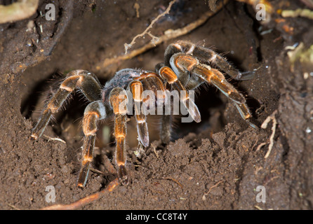 Weibliche costaricanische Redleg Tarantula (Megaphobema mesomelas) in ihrer unterirdischen Höhle (Monteverde, Puntarenas, Costa Rica) Stockfoto