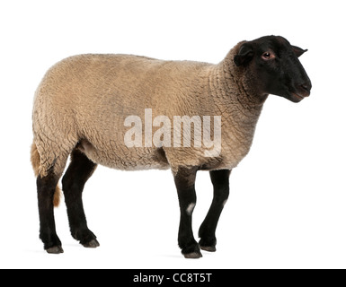 Weibliche Suffolk Schafe, Ovis Aries, 2 Jahre alt, steht man vor weißem Hintergrund Stockfoto