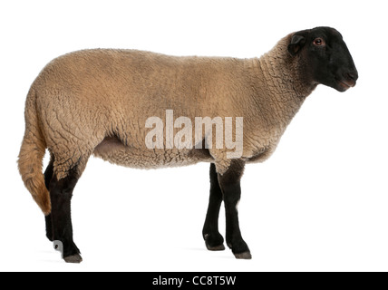 Weibliche Suffolk Schafe, Ovis Aries, 2 Jahre alt, steht man vor weißem Hintergrund Stockfoto