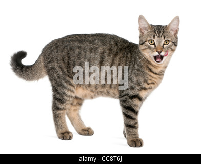 Gemischt-Rasse-Katze, Felis Catus, 6 Monate alt, vor weißem Hintergrund Stockfoto