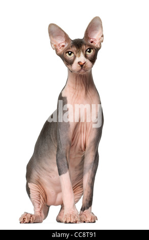 Sphynx Katze 7 Monate alt, sitzt vor weißer Hintergrund Stockfoto