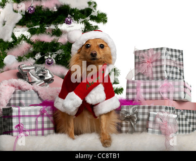 Mischlingshund sitzt mit Weihnachtsbaum und Geschenke vor weißem Hintergrund Stockfoto