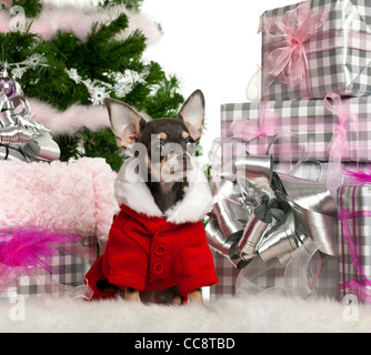 Chihuahua tragen Santa Outfit mit Weihnachtsgeschenken vor weißem Hintergrund Stockfoto