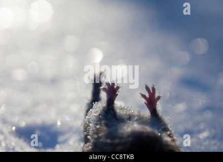 Nahaufnahme Silhouette von roten Pfoten einer toten Feld Wühlmaus ( Microtus agrestis ) im Winter , Finnland Stockfoto