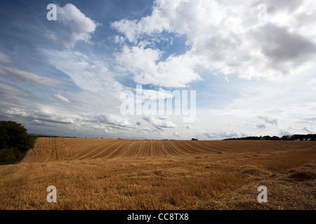 Frisch geschnitten Schnitt Stroh für Rinder ernähren sich von Lincolnshire Wolds in der Nähe der Stadt Louth frisch Ernten von Weizen Stockfoto