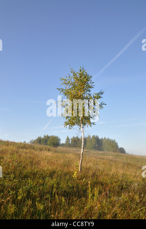 Birken-auf einem Hügel Stockfoto