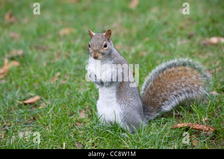 Grauhörnchen im Greenwich Park Stockfoto