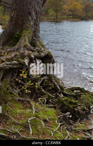 Baum-Wurzel-Formen durch Loch Eck, Argyll, Schottland Stockfoto