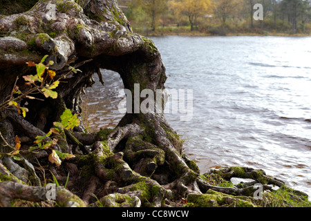 Baum-Wurzel-Formen durch Loch Eck, Argyll, Schottland Stockfoto