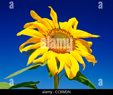 Sonnenblume Stockfoto