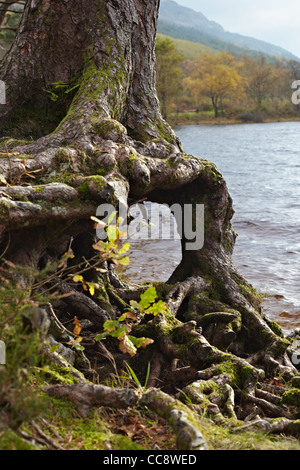 Baum-Wurzel-Formen durch Loch Eck, Argyll, Schottland Stockfoto