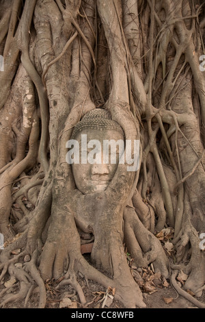 Kopf aus einem Sandstein Buddha in den Wurzeln der Bodhi Baum, Wat Phra Mahathat Ayutthaya, Thailand Stockfoto