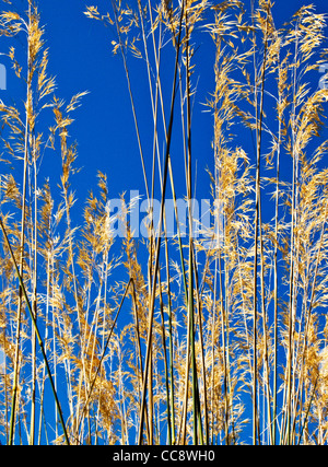 Wilde Wiese gegen blauen Himmel Stockfoto