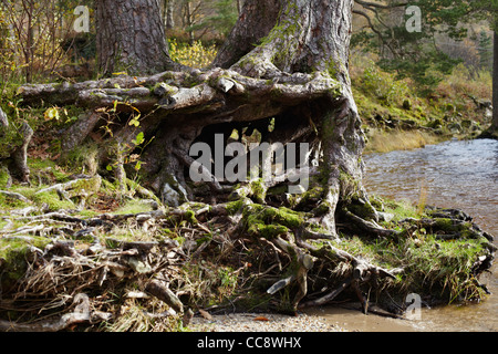 Baum-Wurzel-Formen durch Loch Eck, Argyll, Schottland Stockfoto