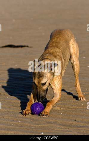 Tyler, ein Lurcher, spielt mit seinem Ball am Strand von Drigg, Cumbria, England. Stockfoto