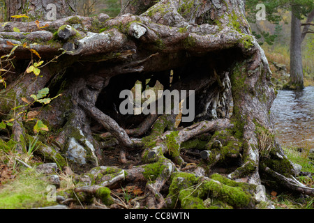 Baum-Wurzel-Formen durch Loch Eck, Argyll, Schottland Stockfoto