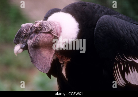 Ein männlicher Andenkondor (Vultur Kondor) im Zoo von San Diego, California. Stockfoto