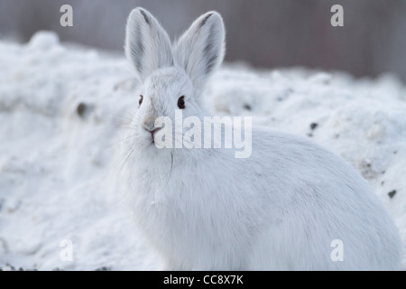 Eine Schneeschuh-Hase (Lepus Americanus) im Schnee sitzen neben Dalton Highway, südlich der Brooks Range ANWR, Alaska im Oktober Stockfoto