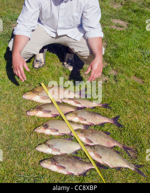 Fische fangen Brassen auf Rasen nach erfolgreiches Angeln und Angler. Messwerkzeug. Unermessliche Fang. Stockfoto